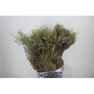 Euph Spinoza Long 200gr P Bunch