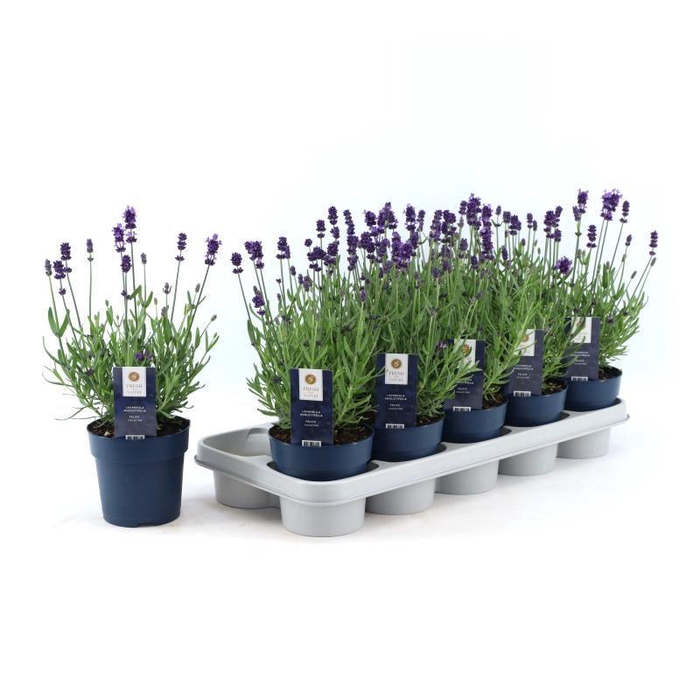 <h4>Lavandula ang. 'Felice'® Collection P12</h4>