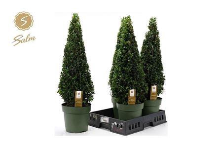 <h4>Buxu Sempervirens Pyramide 75cm</h4>
