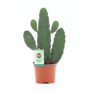 Opuntia rubescens Consolea