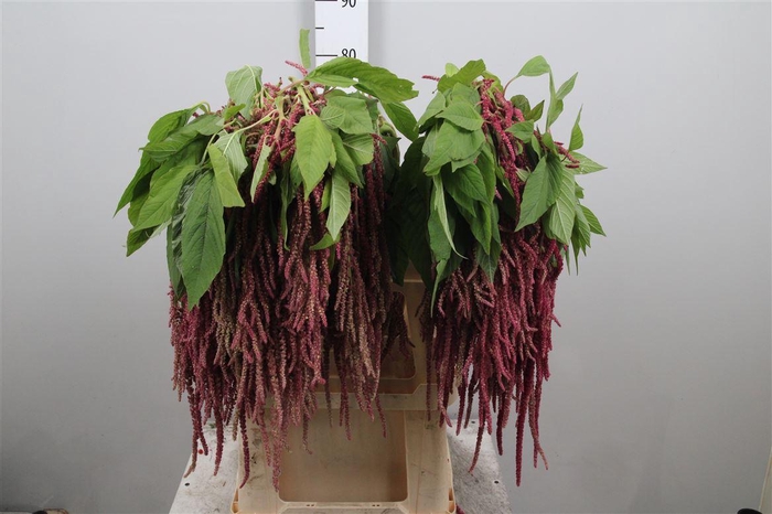 <h4>Amar Red Cord</h4>