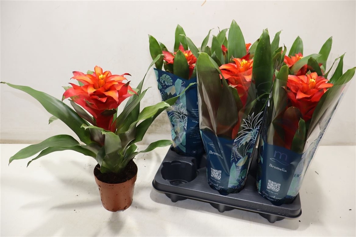 <h4>arr8 Guzm Fiero Red</h4>