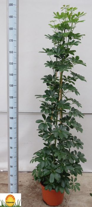 <h4>SCHEF AR COMPACTA</h4>