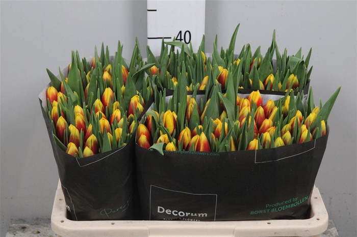 <h4>Tu En Aloha</h4>