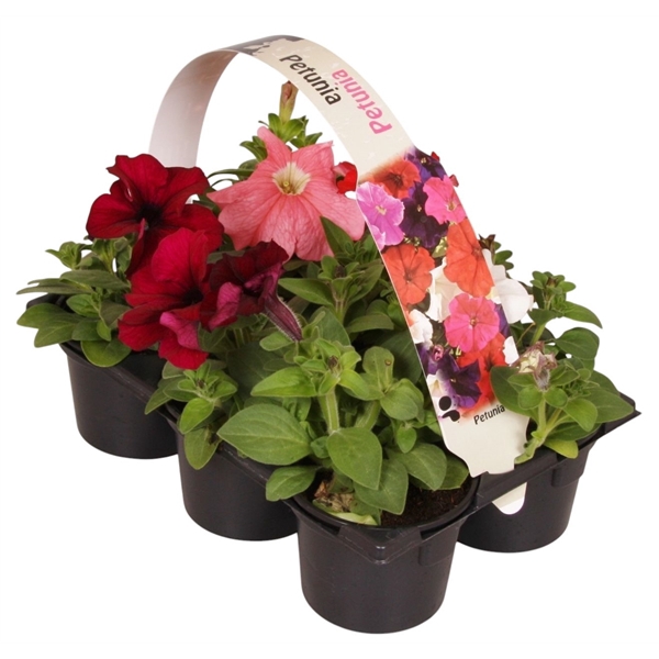 <h4>Petunia gemengd 6p</h4>