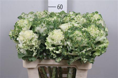 <h4>Brass Crane Ru White</h4>