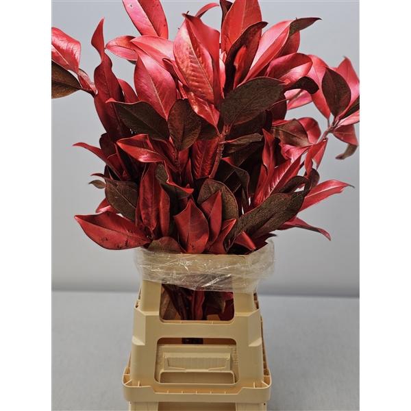 <h4>MAGNOLIA ROOD PB</h4>