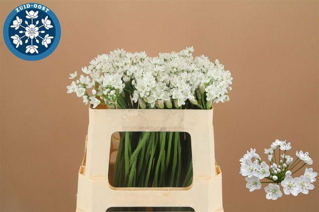 <h4>ALIUM FLOCON</h4>