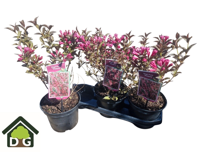 <h4>WEIG F VICTORIA</h4>