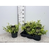 EUONYMUS FO BLONDY