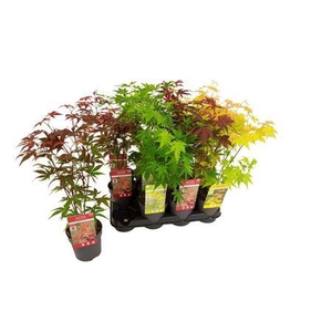 Acer Palmatum Mix
