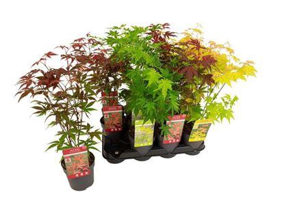 <h4>Acer Palmatum Mix</h4>
