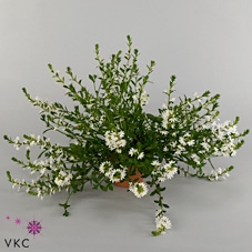 SCAEV SUR WHITE 2011