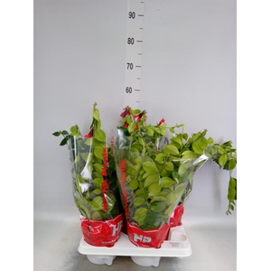 Aeschynanthus  'Mona Lisa'