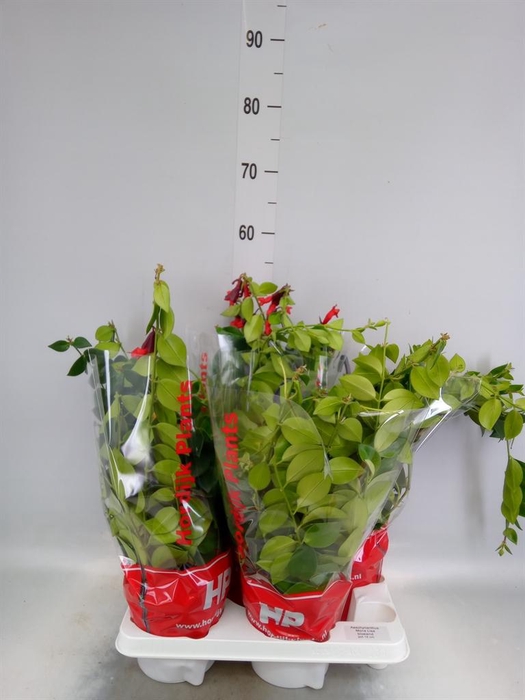 <h4>Aeschynanthus  'Mona Lisa'</h4>