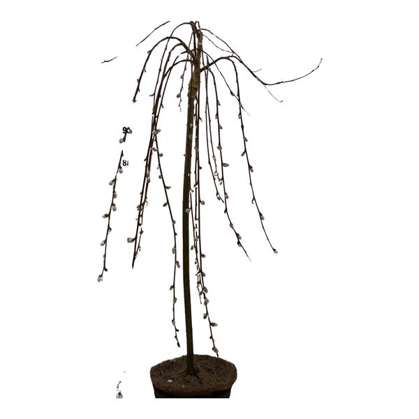 <h4>Salix caprea 'Kilmarnock' 80ST C5</h4>