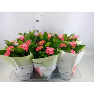 Euphorbia milii 'Charlotte'