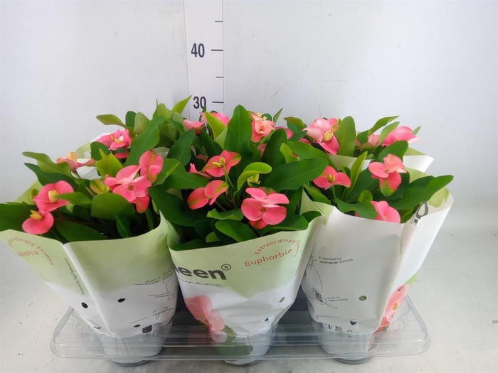 <h4>Euphorbia milii 'Charlotte'</h4>