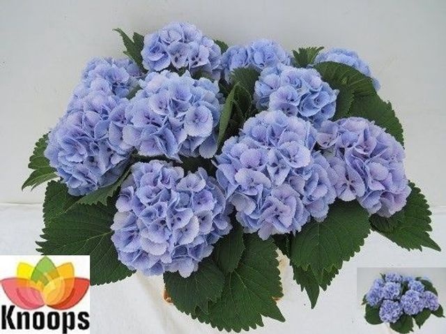 <h4>Hydr Lollypop Blue Knoops</h4>