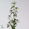 Campanula medium champion white