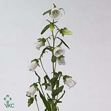 Campanula medium champion white