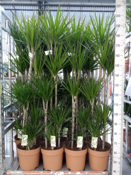 <h4>Dracaena marg.</h4>