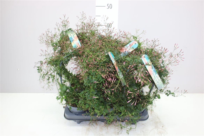 <h4>Jasminum Passion Boog 300+</h4>