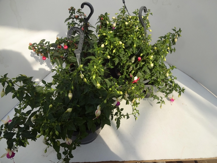 <h4>FUCHSIA GEM</h4>