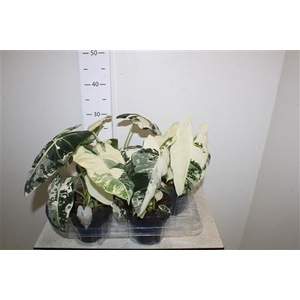 Aloc Micholitziana Frydek Variegata