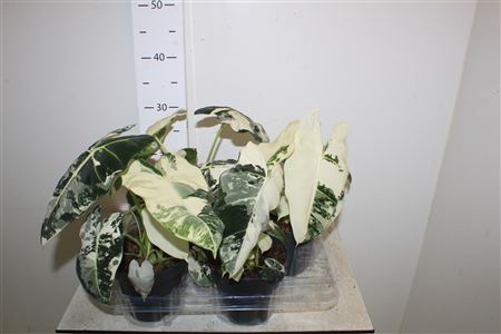 <h4>Aloc Micholitziana Frydek Variegata</h4>