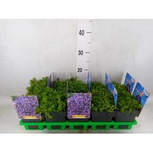 Campanula cochl.