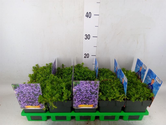 <h4>Campanula cochl.</h4>