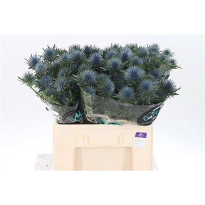 Eryngium Magnetar Qstar