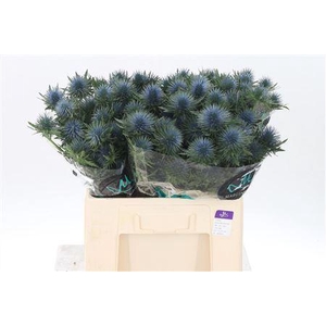 Eryngium Magnetar Qstar