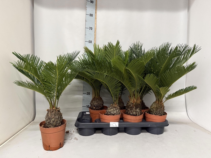 <h4>CYCAS REVOLUTA</h4>