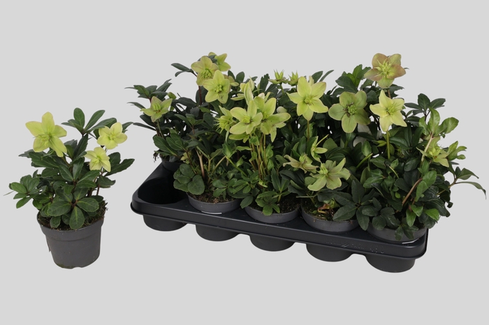 <h4>HELL NI ADVENT STAR</h4>