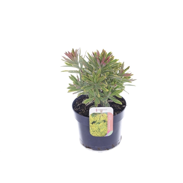 <h4>Euphorbia martinii Ascott Rainbow</h4>