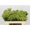 Kaaps Groen Lanuginosa