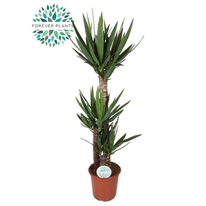 Yucca p24, 90+45+20 (3+ KOP)