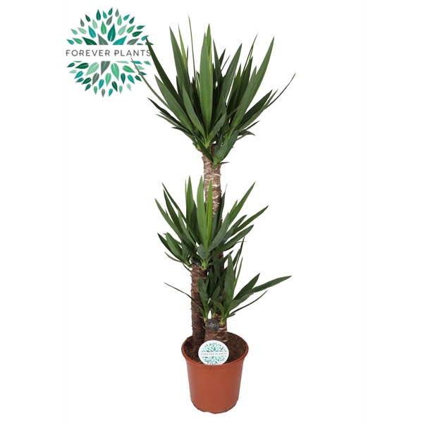 <h4>Yucca p24, 90+45+20 (3+ KOP)</h4>