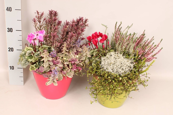 <h4>Arr 21 Arrangementen Najaarsmix</h4>