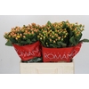 Hypericum Mellow Romance