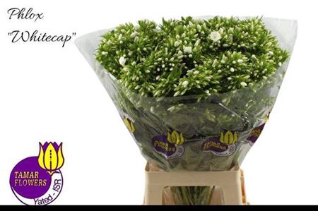 <h4>Phlox P Whitecap</h4>
