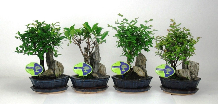 <h4>Bonsai mix, indoor, 16 cm., with rock, with drip tray</h4>