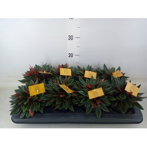 Peperomia caperata 'Rosso'