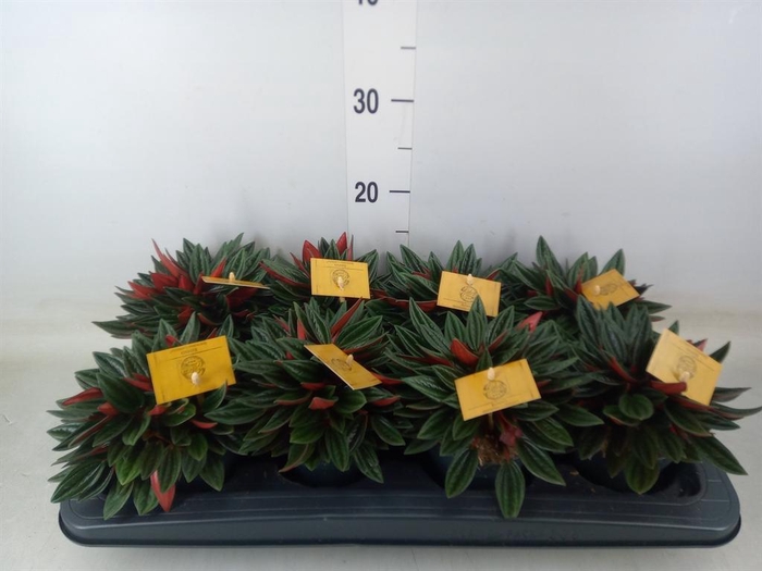 <h4>Peperomia caperata 'Rosso'</h4>