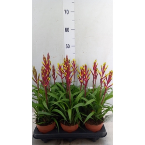Guzmania  'Misty'