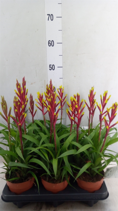 <h4>Guzmania  'Misty'</h4>