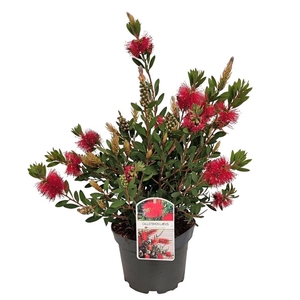 Callistemon Laevis Bush - 1153