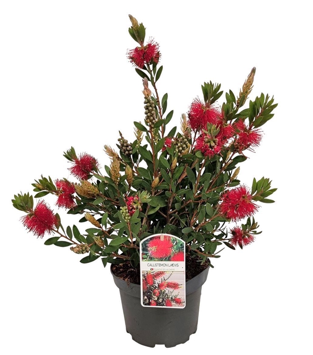 <h4>Callistemon Laevis Bush - 1153</h4>